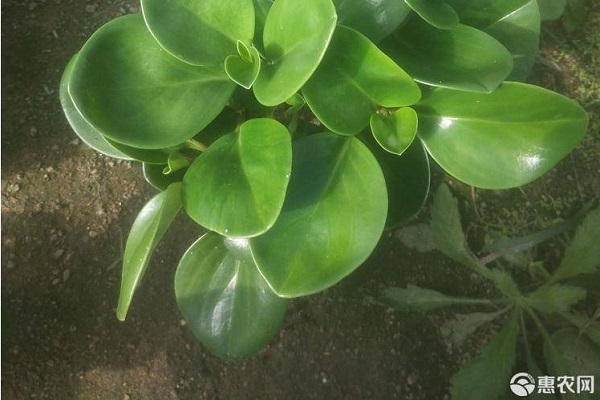 碧玉的养殖方法和浇水-图片版权归惠农网所有