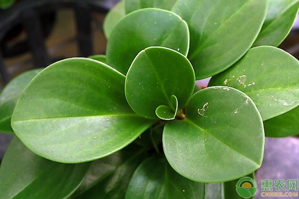 碧玉的养殖方法和浇水-图片版权归惠农网所有