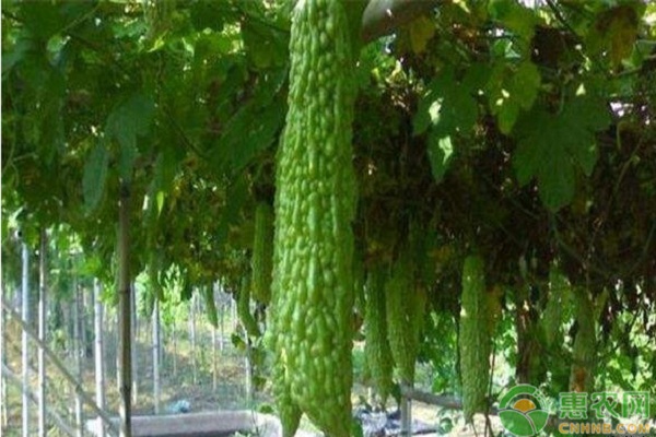 苦瓜种植方法和时间-图片版权归惠农网所有