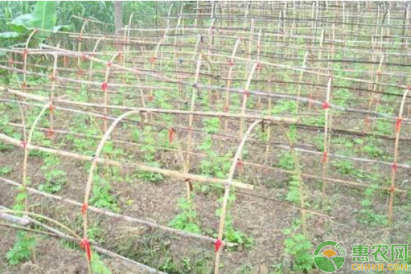 苦瓜种植方法和时间-图片版权归惠农网所有