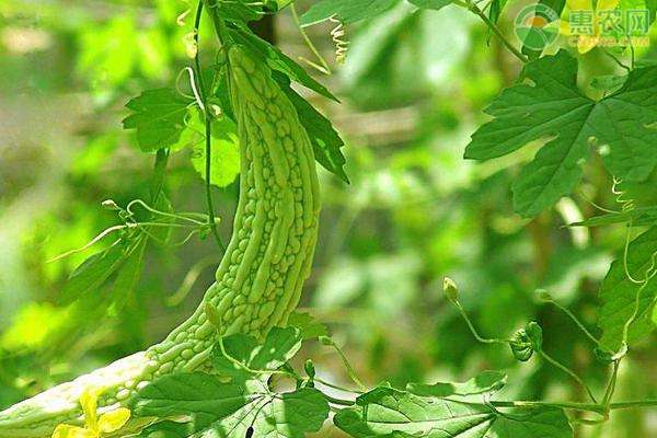 春季苦瓜的种植技术要点-图片版权归惠农网所有