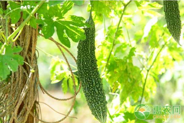 苦瓜种植有技巧，教你如何种好苦瓜-图片版权归惠农网所有