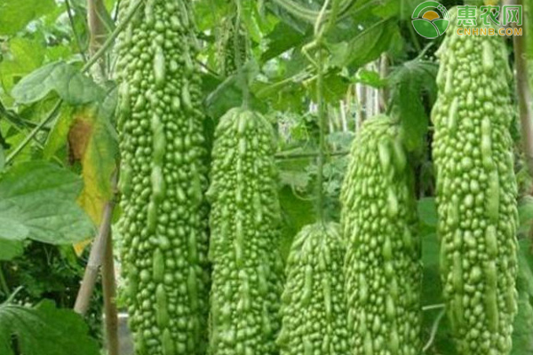 苦瓜已结果,如何高产不早衰?-图片版权归惠农网所有