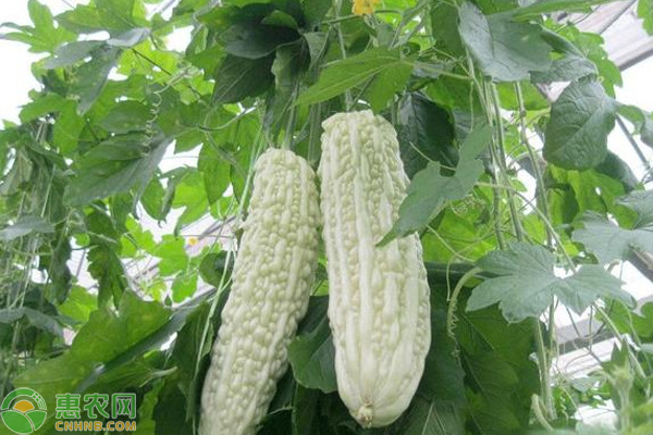 苦瓜已结果,如何高产不早衰?-图片版权归惠农网所有