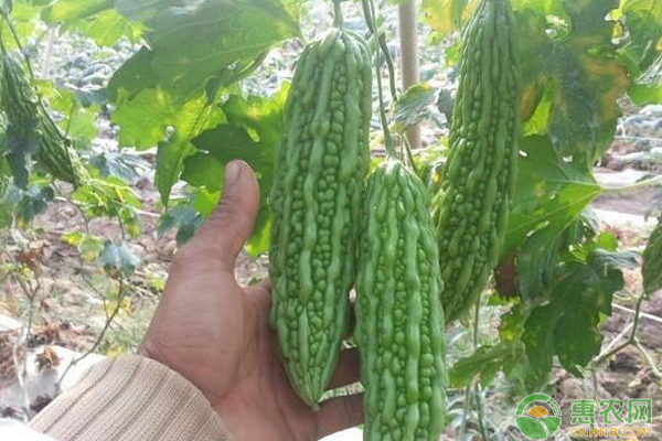 苦瓜已结果,如何高产不早衰?-图片版权归惠农网所有