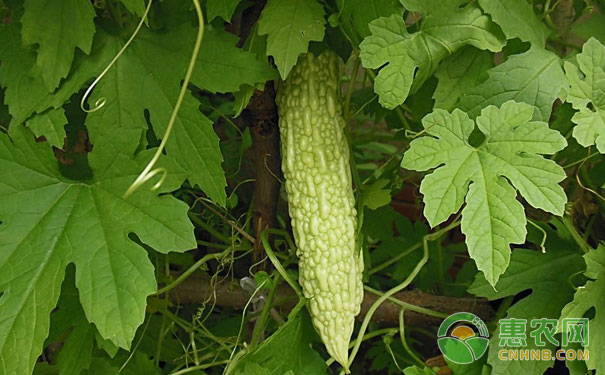 苦瓜苗嫁接的方法步骤及注意事项-图片版权归惠农网所有