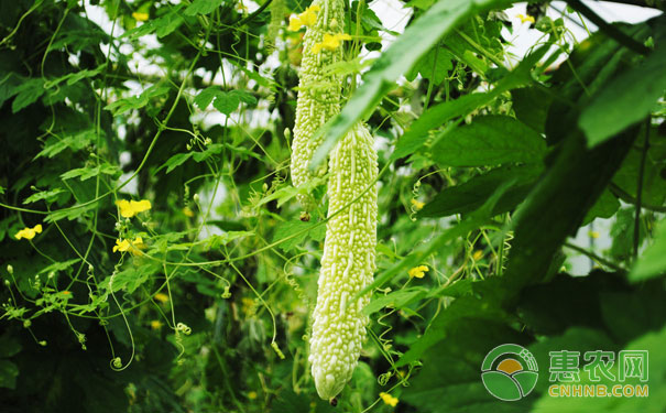 苦瓜苗嫁接的方法步骤及注意事项-图片版权归惠农网所有