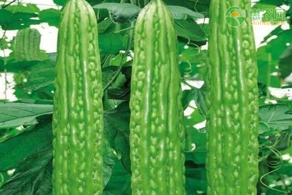 苦瓜的病害与虫害有哪些?-图片版权归惠农网所有