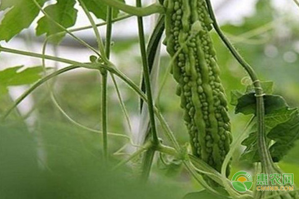 苦瓜的病害与虫害有哪些?-图片版权归惠农网所有