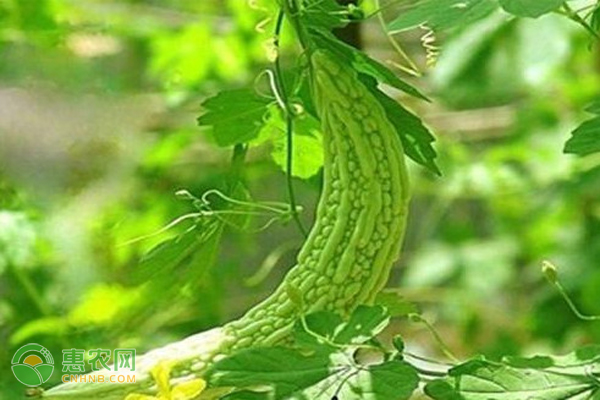 苦瓜的病害与虫害有哪些?-图片版权归惠农网所有
