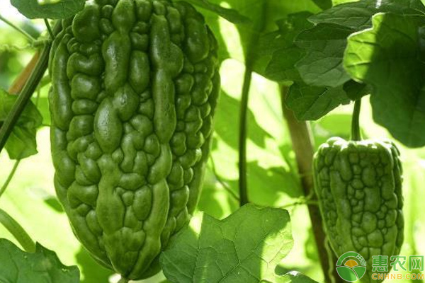 苦瓜怎么栽培？苦瓜栽培搭架、整枝、除草培土技巧-图片版权归惠农网所有
