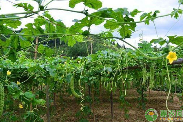 苦瓜怎么栽培？苦瓜栽培搭架、整枝、除草培土技巧-图片版权归惠农网所有