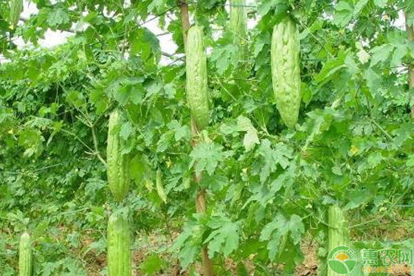 苦瓜怎么栽培？苦瓜栽培搭架、整枝、除草培土技巧-图片版权归惠农网所有