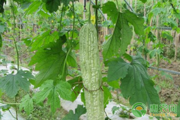 苦瓜种子怎么种?这些种植方法需掌握!-图片版权归惠农网所有