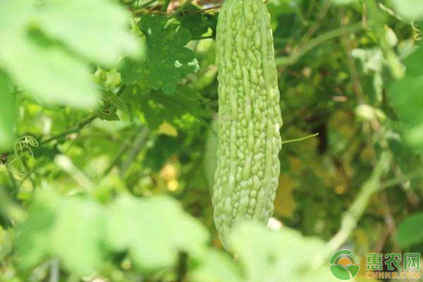 苦瓜种子怎么种?这些种植方法需掌握!-图片版权归惠农网所有