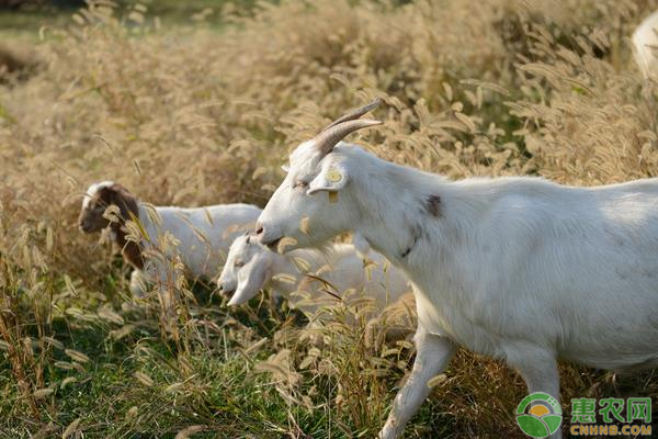 提高冬季养羊育肥速度的措施有哪些？-图片版权归惠农网所有