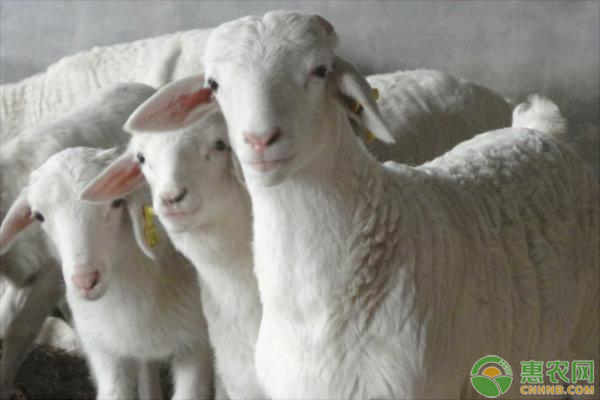 提高冬季养羊育肥速度的措施有哪些？-图片版权归惠农网所有