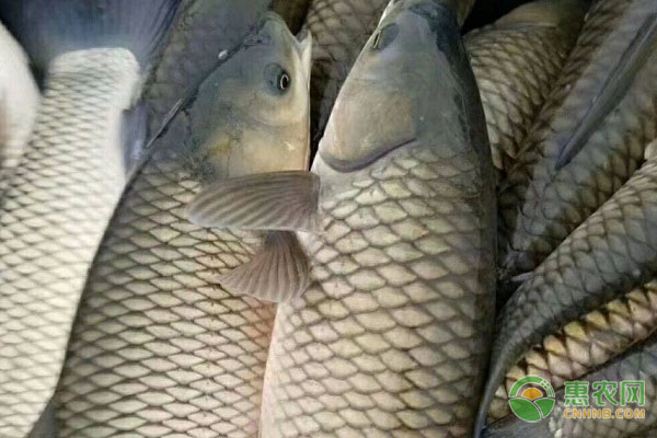 草鱼水花怎么养？草鱼水花的养殖技术分享-图片版权归惠农网所有