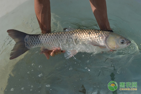 草鱼水花怎么养？草鱼水花的养殖技术分享-图片版权归惠农网所有