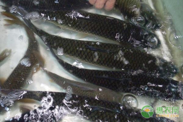 草鱼水花怎么养？草鱼水花的养殖技术分享-图片版权归惠农网所有