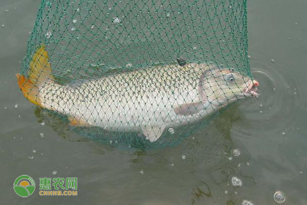 草鱼冬季养殖技术与鱼塘管理-图片版权归惠农网所有