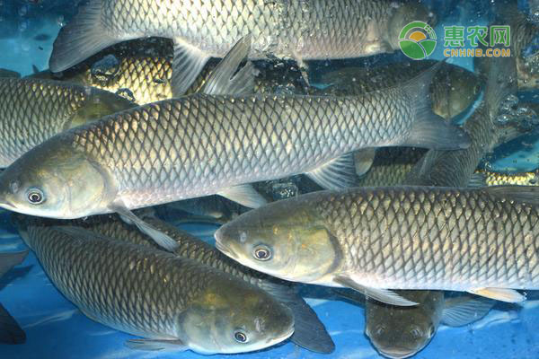 草鱼冬季养殖技术与鱼塘管理-图片版权归惠农网所有
