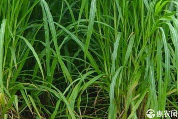 串叶松香草种植技术-图片版权归惠农网所有