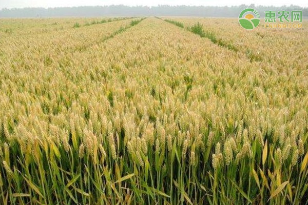 种小麦最佳时间-图片版权归惠农网所有