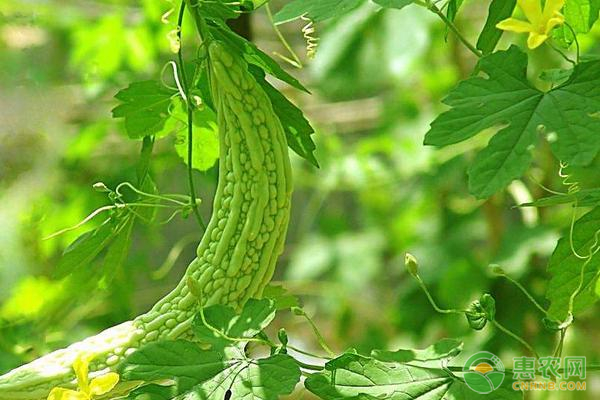 苦瓜绵腐病的症状及防治方法-图片版权归惠农网所有