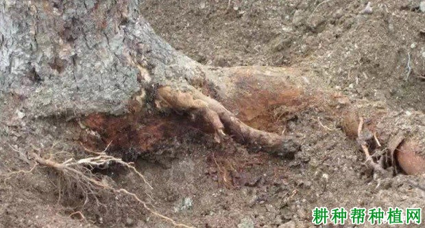 怎样防治苹果圆斑根腐病？