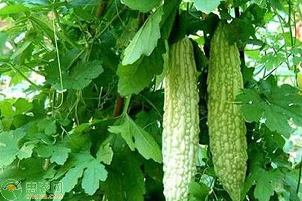 苦瓜花期管理方法-图片版权归惠农网所有