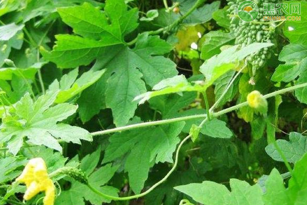 苦瓜花期管理方法-图片版权归惠农网所有