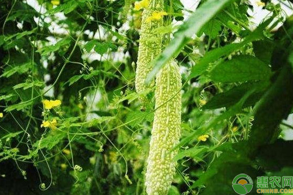 苦瓜花期管理方法-图片版权归惠农网所有