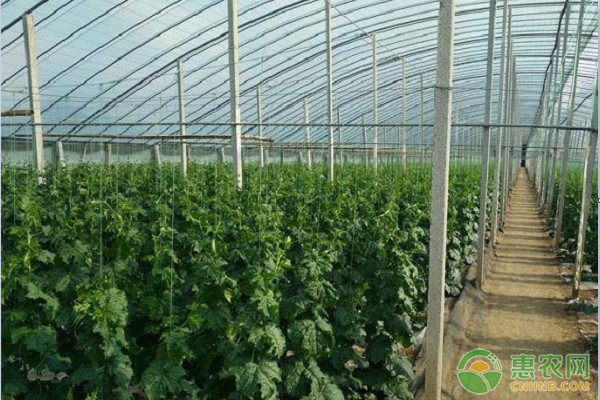 丝瓜高产种植管理技术-图片版权归惠农网所有