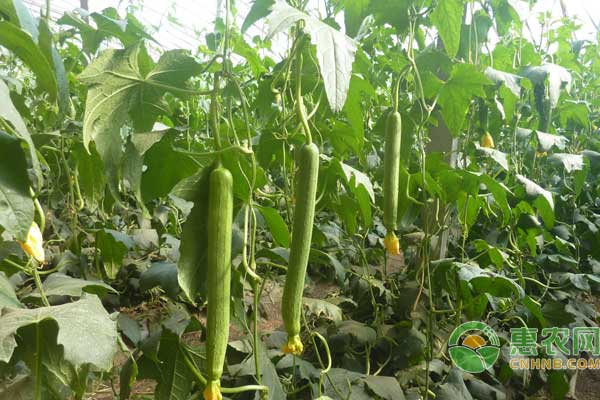 有机丝瓜种植及病虫害防治技术-图片版权归惠农网所有