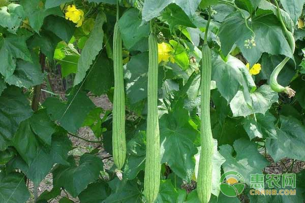 有机丝瓜种植及病虫害防治技术-图片版权归惠农网所有
