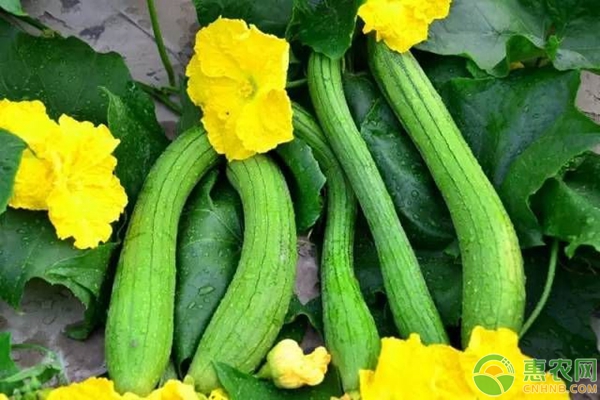 丝瓜怎么种植？夏季蔬菜丝瓜的种植技术详解-图片版权归惠农网所有