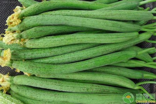 丝瓜化瓜的防治方法-图片版权归惠农网所有