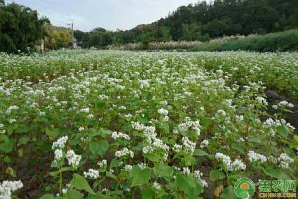 荞麦的种植时间及方法-图片版权归惠农网所有