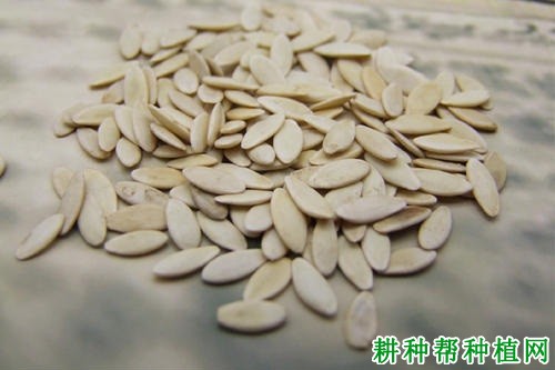 黄瓜用什么拌种能提高产量？