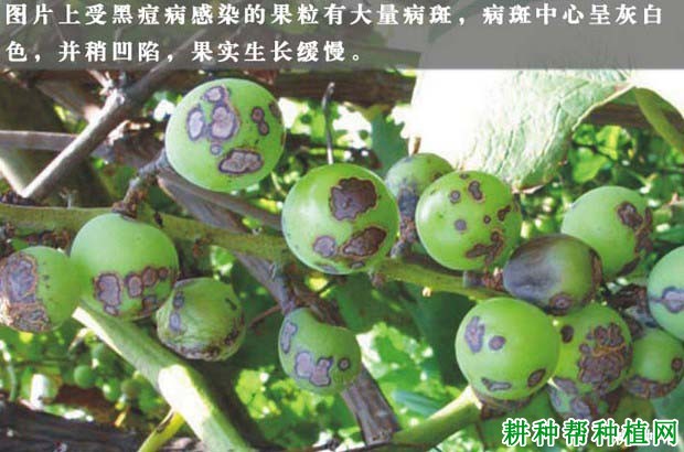 如何识别和防治葡萄黑痘病？