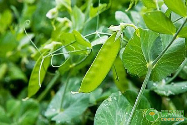 荷兰豆种植技术与管理-图片版权归惠农网所有