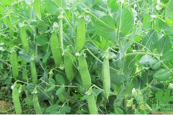 荷兰豆种植技术与管理-图片版权归惠农网所有