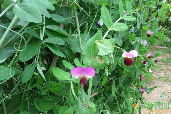 荷兰豆的种植时间及栽培方法-图片版权归惠农网所有
