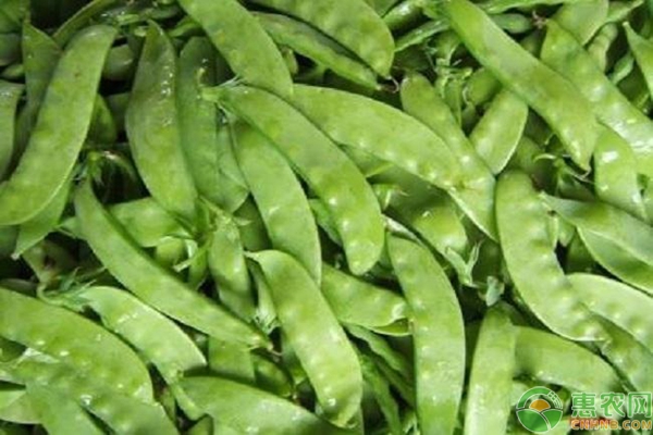 荷兰豆的种植时间及栽培方法-图片版权归惠农网所有