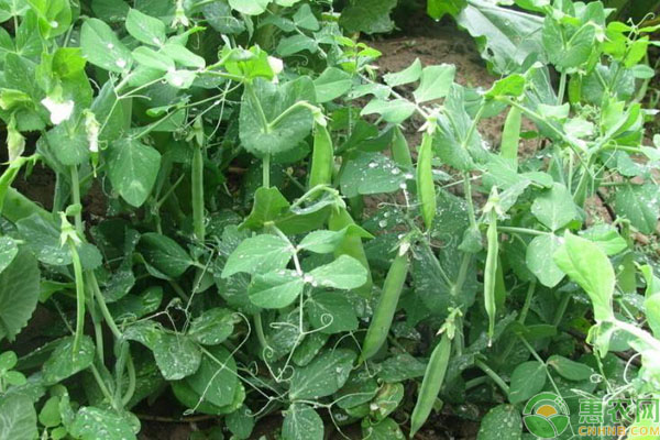 荷兰豆如何防止落荚？-图片版权归惠农网所有