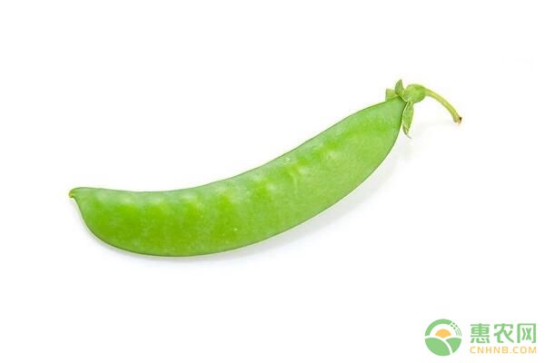 荷兰豆什么时候播种?如何栽培?荷兰豆栽培技术要点 荷兰豆什么时候播种?如何栽培?荷兰豆栽培技术要点-图片版权归惠农网所有