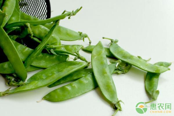 荷兰豆什么时候播种?如何栽培?荷兰豆栽培技术要点 荷兰豆什么时候播种?如何栽培?荷兰豆栽培技术要点-图片版权归惠农网所有