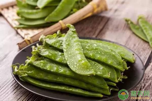 荷兰豆什么时候播种?如何栽培?荷兰豆栽培技术要点 荷兰豆什么时候播种?如何栽培?荷兰豆栽培技术要点-图片版权归惠农网所有