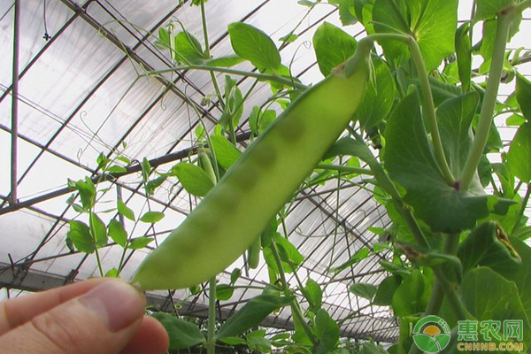 豌豆什么时候播种?豌豆高产种植管理技术 豌豆什么时候播种?豌豆高产种植管理技术-图片版权归惠农网所有